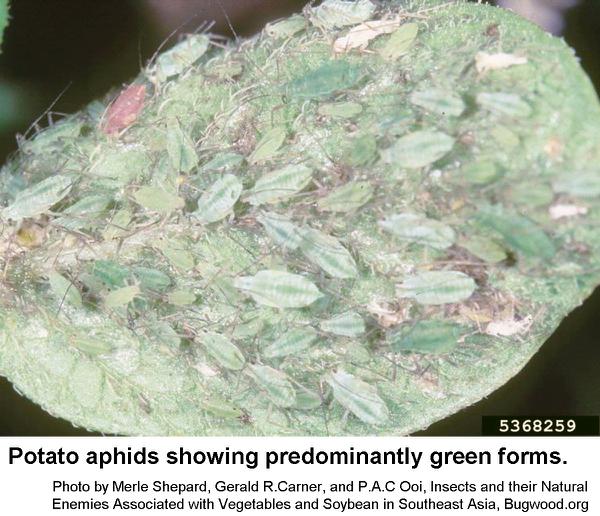 Potato aphids may be green